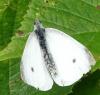 Pieris rapae
